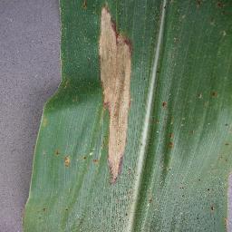 Foto penyakit Hawar Daun (Blight) pada daun jagung