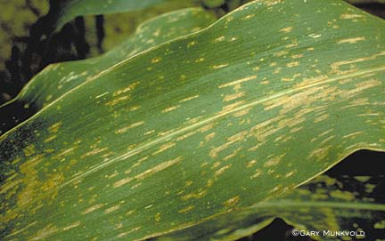 Foto penyakit Bercak Daun Abu-abu (Gray Leaf Spot) pada daun jagung