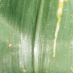 Foto daun jagung sehat (Healthy)